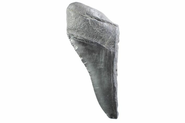 Partial Fossil Megalodon Tooth - South Carolina #332347